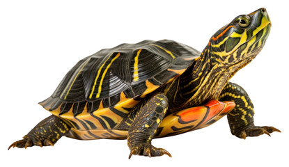 Obraz premium PNG Red-eared slider reptile animal turtle.