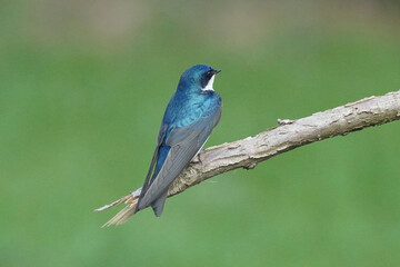Male Tree Swallow on perch with grass in background