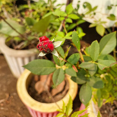 Flower bud infected with bugs, insects affecting plants, diseased pests infected flowers, nature photography 