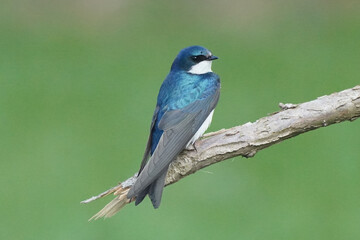 Male Tree Swallow on perch with grass in background