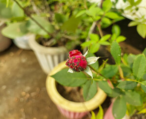 Flower bud infected with bugs, insects affecting plants, diseased pests infected flowers, nature photography 