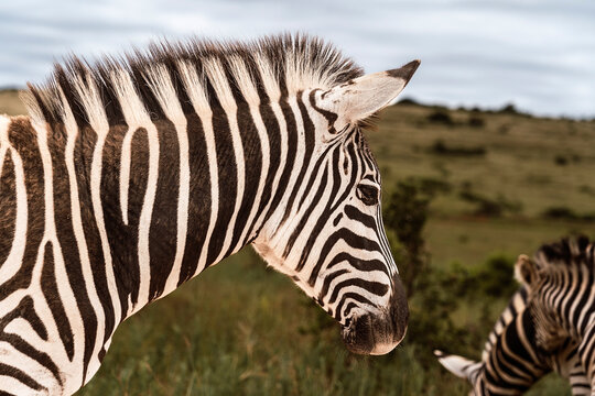 Close-up of a Zebra in a Serene Landscape