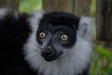 Naklejka premium Black-and-white ruffed lemur head closeup