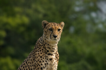 Cheetah on lookout