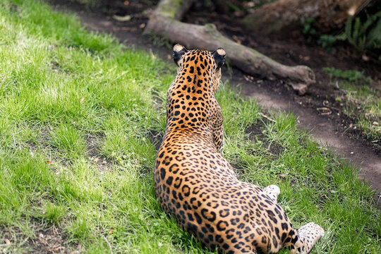 Leopard relaxing in vibrant green grass