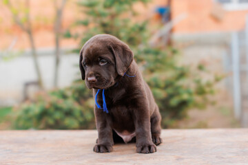 a Labrador retriever puppy