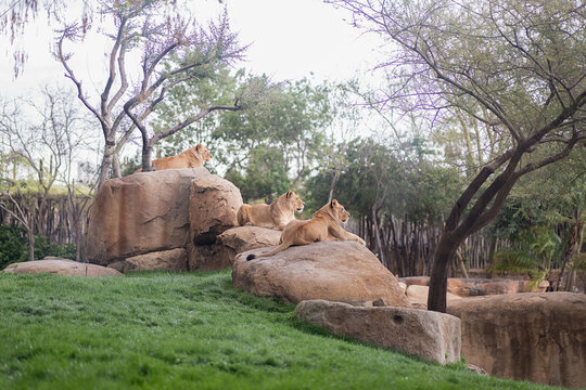 Lionesses rest on rocks in a serene zoo habitat