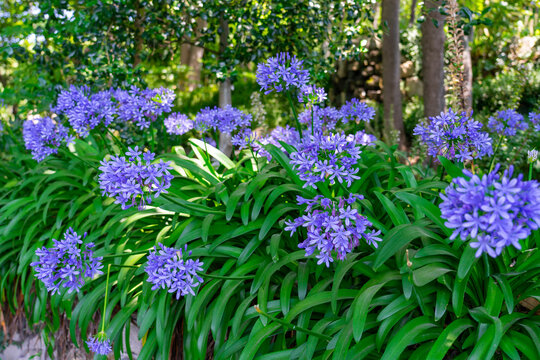 beautiful agapanthus africanus flowers in the Jardins do Palacio de Cristal Crystal Palace gardens