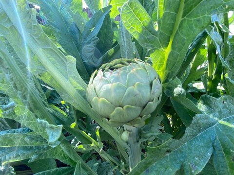artichaut bio dans le jardin potager au printemps