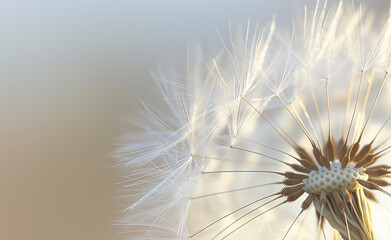 Delicate Dandelion Seed Head Close-Up