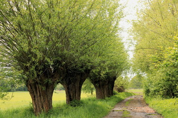 Aleja wierzbowa © Ireneusz