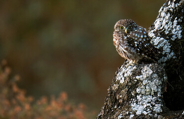 Little Owl Camouflaged on a Tree Branch in the Woods