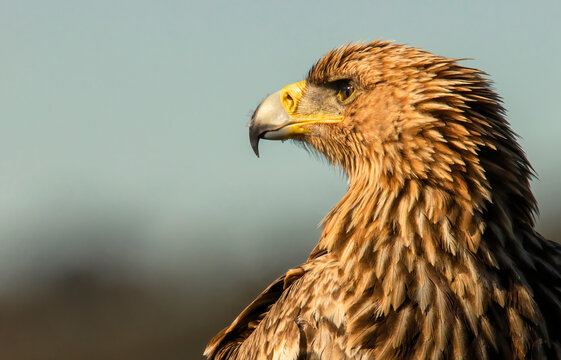 Majestic Golden Eagle Up Close with Soft Background
