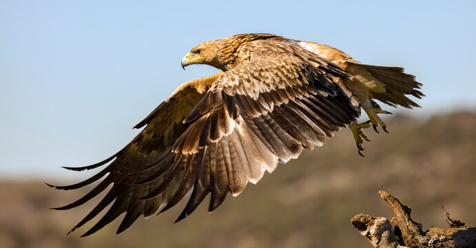 Majestic golden eagle landing on a branch