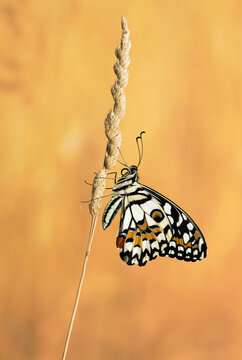 Exquisite lime butterfly perched on grass against warm backdrop