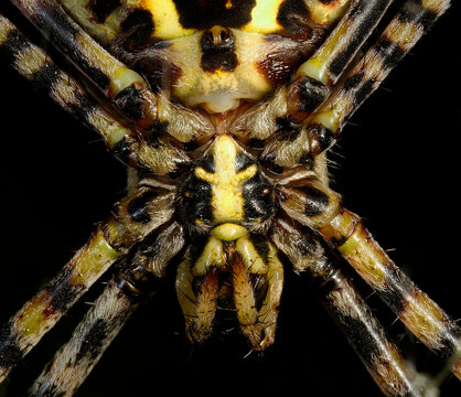 Close-up of a Tiger Spider's Face and Front Legs