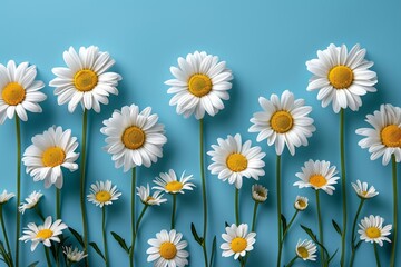 Fototapeta premium A Bunch of Daisies on a Blue Background