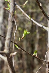 buds of a tree
