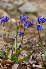 Scilla flowers in the forest