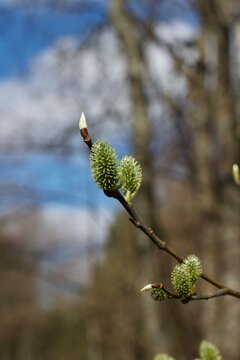 buds of a tree