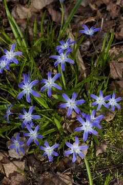Bossier's glory-of-the-snow, flowers