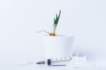 Growing plants in the laboratory. Sprouted green onions on a white background. Pesticides and...