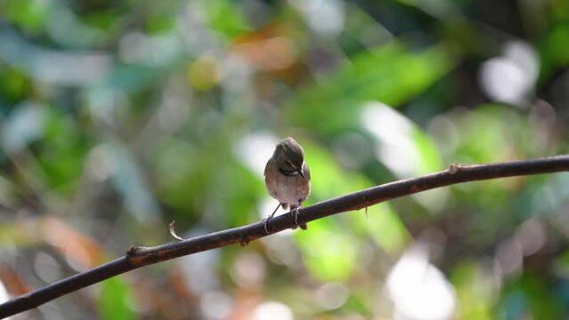 White-gorgeted flycatcher bird watching in the forest and sounds in nature.