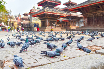Pigeons in Durbar Square in Kathmandu