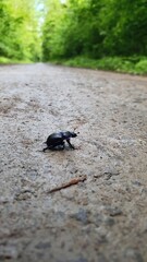 pigeon on the ground