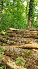 tree in the forest