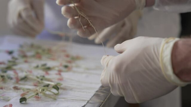 soy crops being analyzed in laboratory