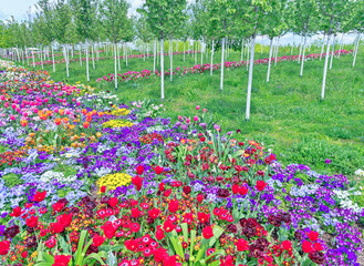 BUGA, Bundesgartenschau 2023 in der Universitaetsstadt Mannheim in der Kurpfalz in...