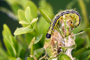Caterpillar of Box tree moth, cydalima perspectalis, on Boxwood, Buxus sempervirens, close-up of a destroyed boxwood branch with green caterpillar