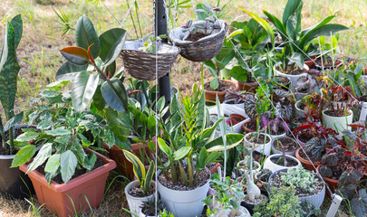 Domestic tropical plants are a group walking outside in the summer to accelerate growth. Walking...