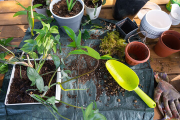 Outdoor Potted Plants on the florist's table for transplanting into an outdoor planter. Growing...
