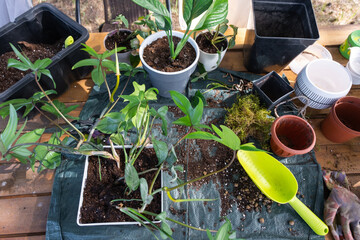 Outdoor Potted Plants on the florist's table for transplanting into an outdoor planter. Growing...