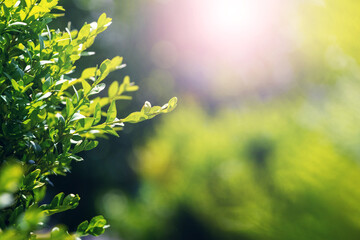 Summer background with green boxwood leaves on blurred background in sunlight