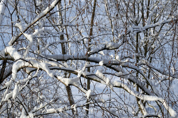 Birch branches under snow.