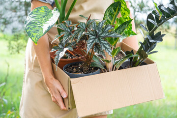 Florist packs potted house plants into a box for delivery to the buyer. Sale, safe shipment of plants from the store, parcel. Flower shop, home small business, plant nursery