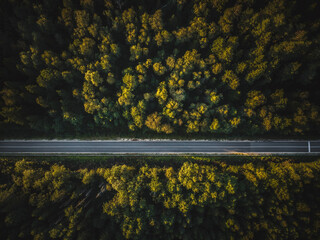 Pine Forest Pathways: Aerial 4K Ultra HD image of Road Through Pine Forest from Directly Above