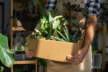 The florist packs potted house plants into a box for delivery to the buyer. Sale, safe shipment of...