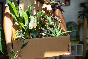 The florist packs potted house plants into a box for delivery to the buyer. Sale, safe shipment of...