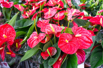 Red anthurium flowers in a flower shop - a pattern of blooming hearts of male happiness, wholesale...