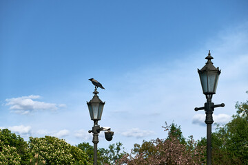 A black crow perched on a lamppost in a park. The sky is blue and there are a few white clouds in...