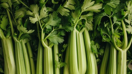 Obraz premium Fresh Celery Stalks and Leaves Texture.