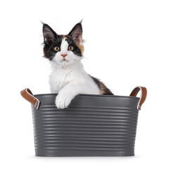 Curious tortie maine coon cat kitten, sitting up side ways in gray bucket. Looking over edge to...