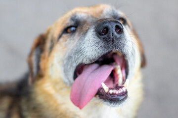 Close-up of a dog's face with fangs and tongue sticking out on a blurred background