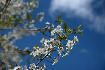 white cherry blossoms on a sunny spring day