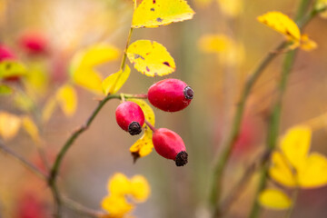 Rosehip bush with red berries and yellow leaves in the garden on a blurred background