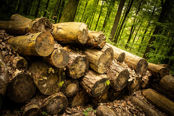 pień, drewno, ciąć  © Aparat.tarnowski